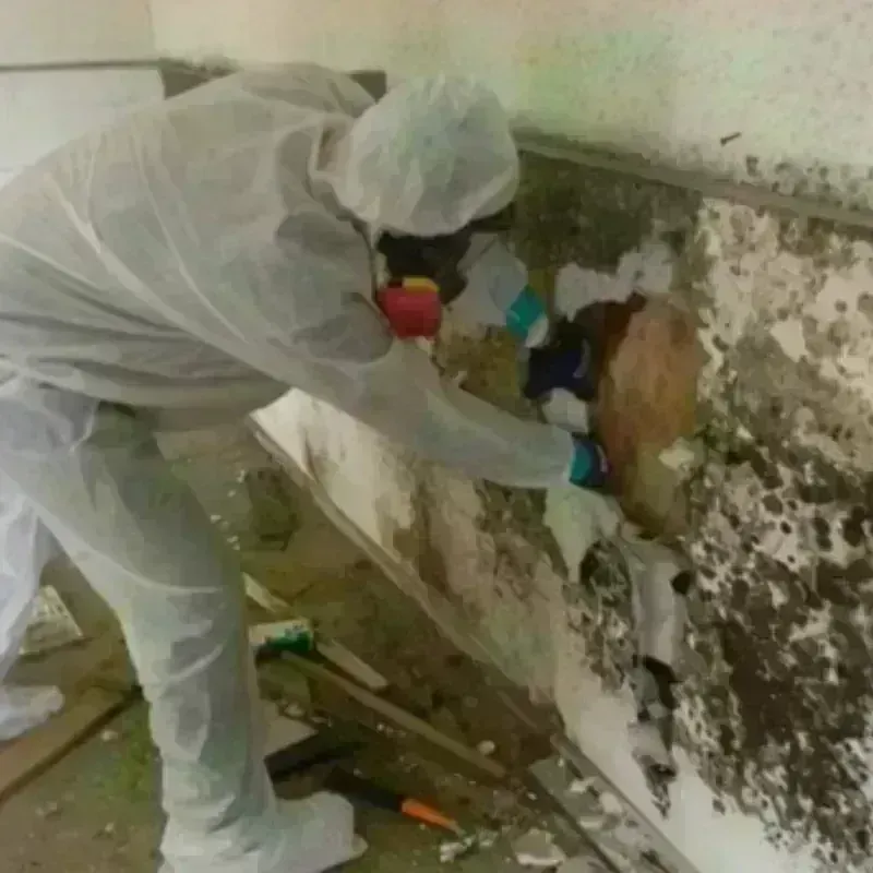 Mold Remediation and Removal in Big Spring, TX